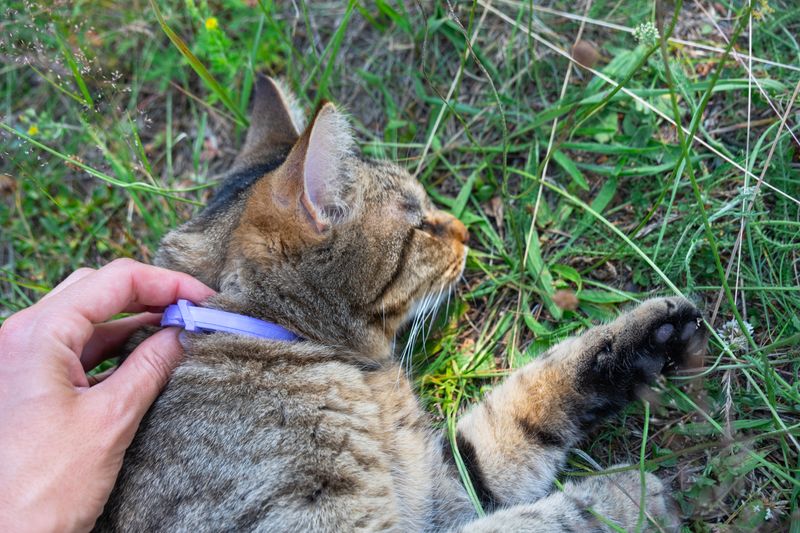 How to Responsibly Dispose of Flea Products