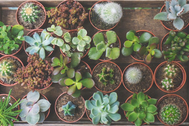 How to Responsibly Dispose of Succulents, Yucca, and Cacti