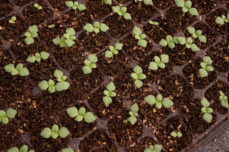 How to Responsibly Dispose of Nursery Containers