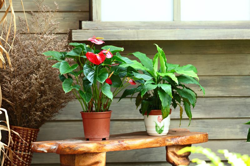 How to Responsibly Avoid the Landfill with Plant Pots and Planters