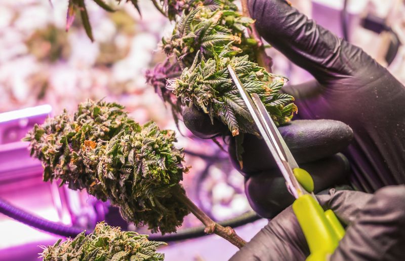 How to Properly Dispose of Cannabis Waste