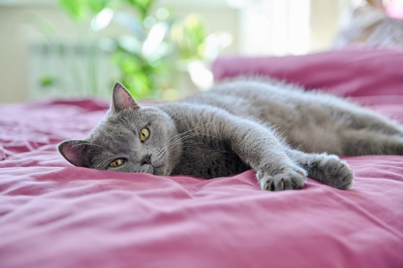 Choosing Organic Animal Bedding: A Sustainable Option