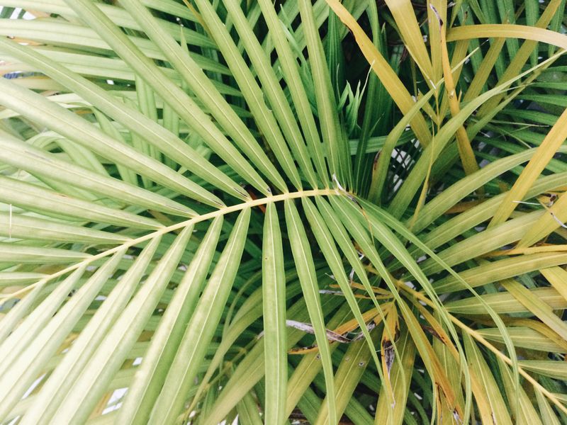 How to Dispose of Palm Fronds Responsibly